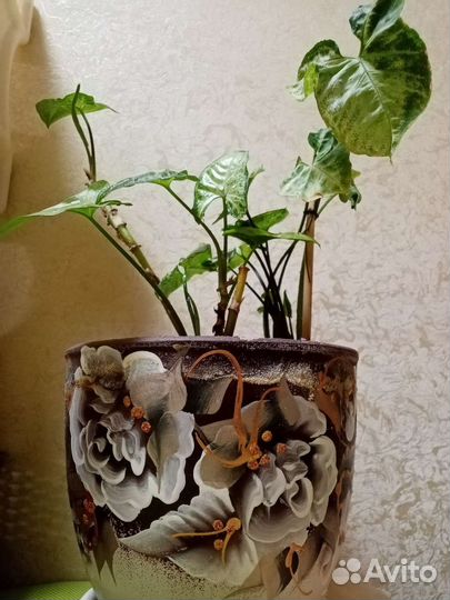 Сингониум White Batterfly