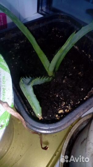 Комнатная Амазонская лилия