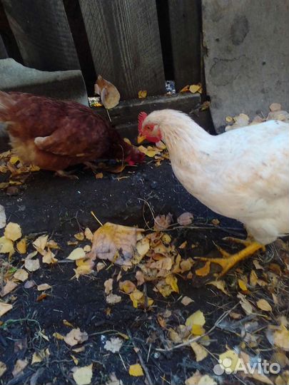 Куры несушки