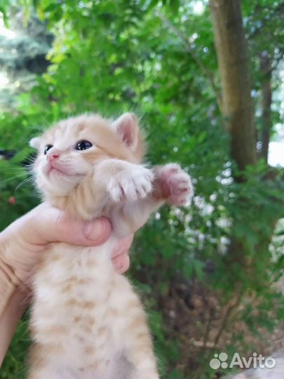 Чудесные котята в добрые руки