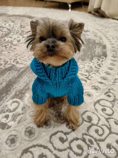 Одежда для маленьких собак