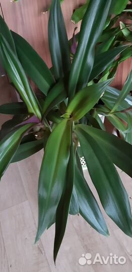 Традесканция Рео