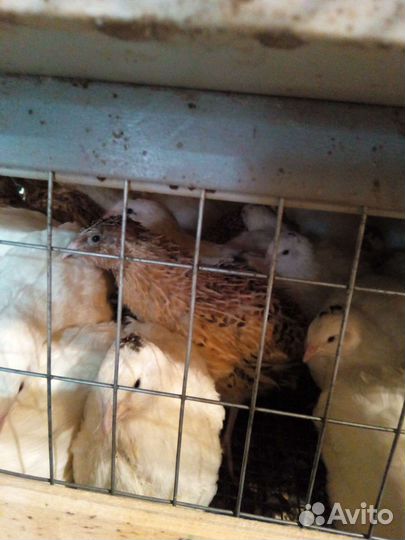 Перепелки молодняк