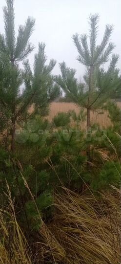 Участок 11,3 сот. (ИЖС)