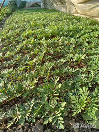 Цветы бархатцы