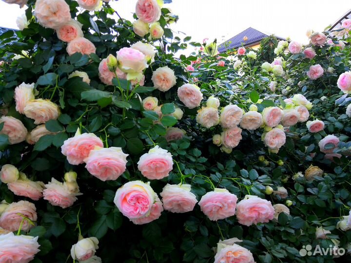 Саженцы элитных роз