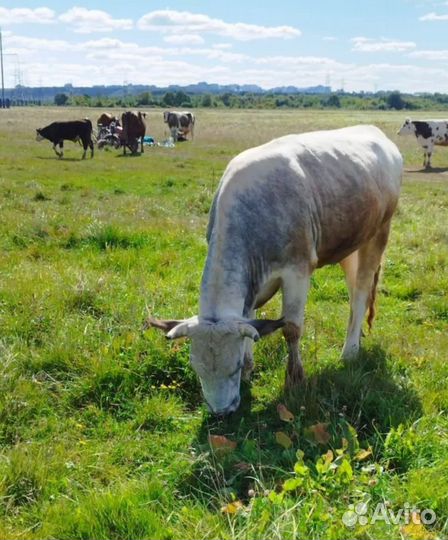 Коровы дойные, стельные, бычки, телки, нетели