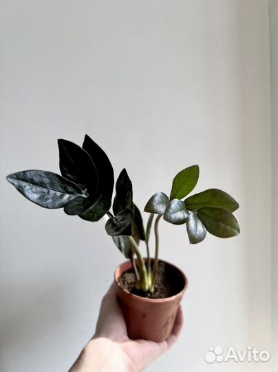 Замиокулькас блэк равен