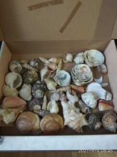 Большой набор ракушек для интерьера или творчества
