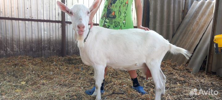 Зааненская дойная коза