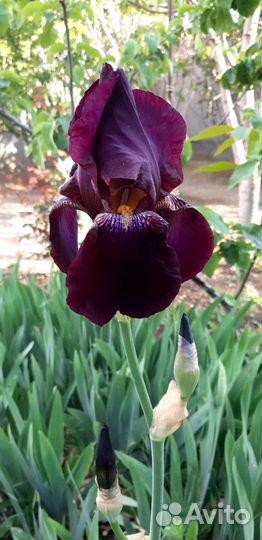 Ирисы голландия разные