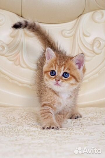 Британские золотые котята