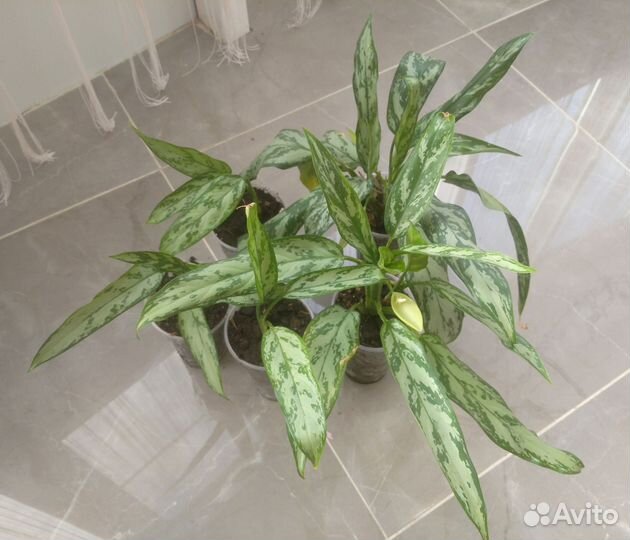 Аглаонема Сильвер Квин, Мария