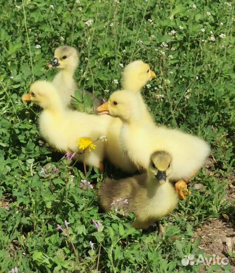 Гусята
