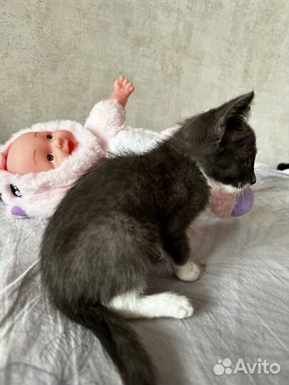 Котенок девочка, бесплатно