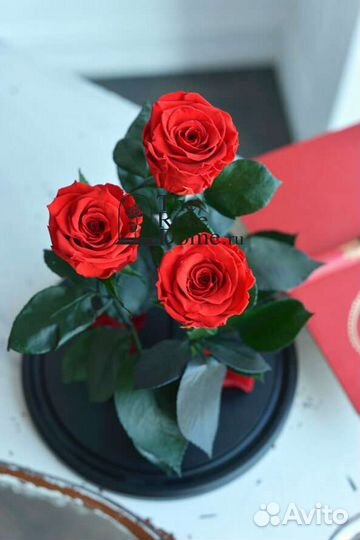 Роза в колбе King