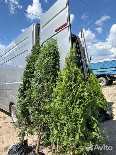 Туи смарагд