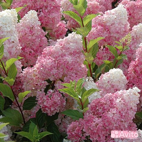 Метельчатые гортензии