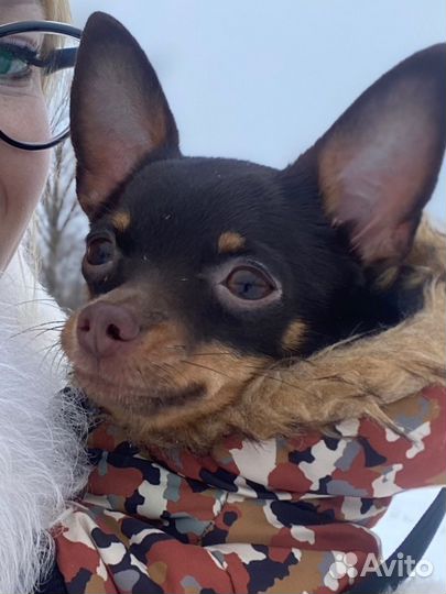 Той-терьер вязка