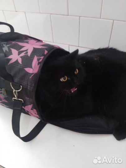 Кот ищет своего человека