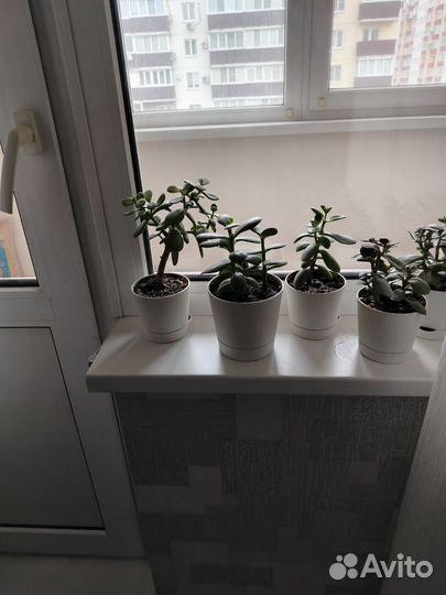 Денежное дерево толстянка