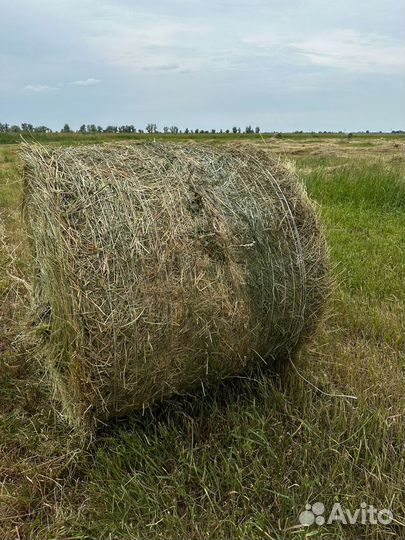 Продам сено в рулонах