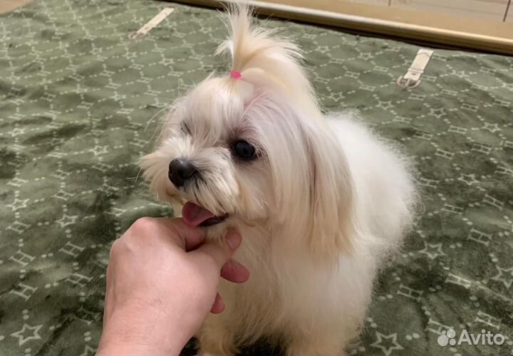 Девочка мальтийской болонки