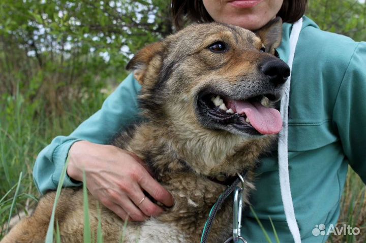 Молодой кобель