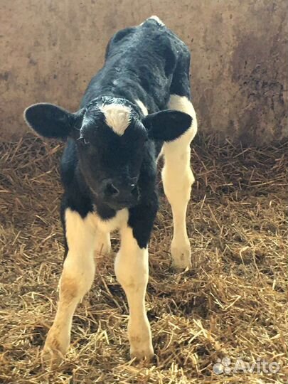 Телята бычки мясного направления
