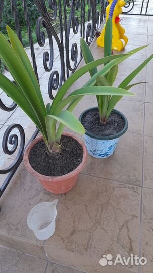 Гиппиаструм