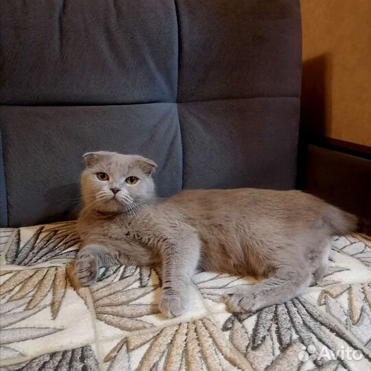 Британская