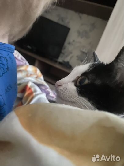 Кошка в дар