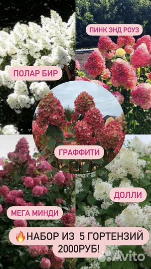 Набор из метельчатых гортензий