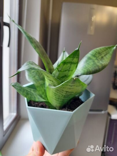 Домашние цветы. Сансевиерия Ханни