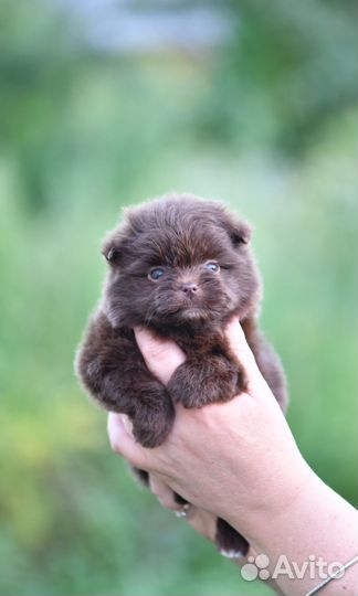 Шпиц-терьер шоколадный