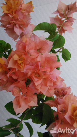 Бугенвиллия