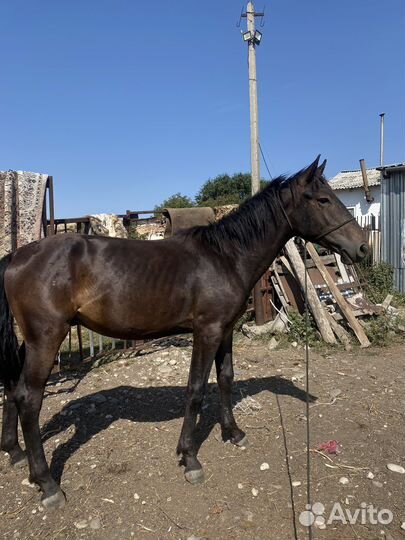 Жеребчик карачаевской породы, возраст 1,5