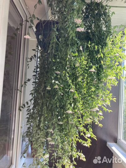 Хойя вьющаяся 1,5м