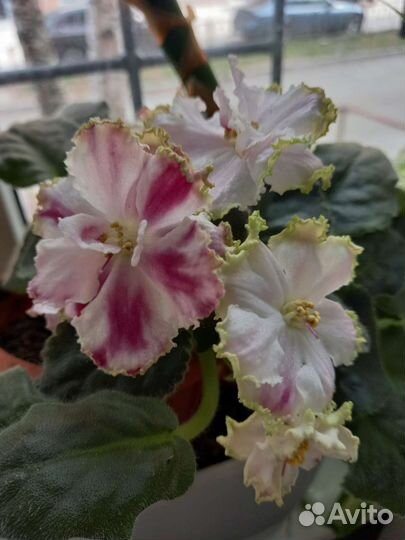 Фиалка сортовая