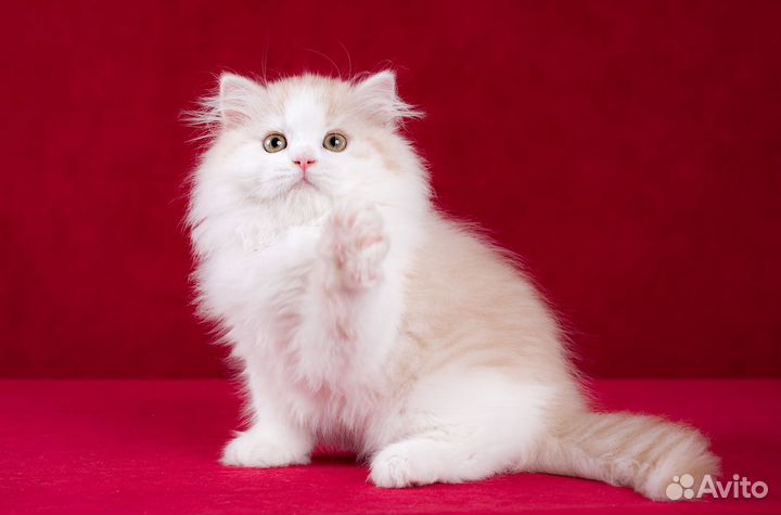 Шотландский прямоухий кот