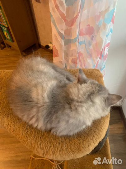 Кошечка. 2мес 25дней