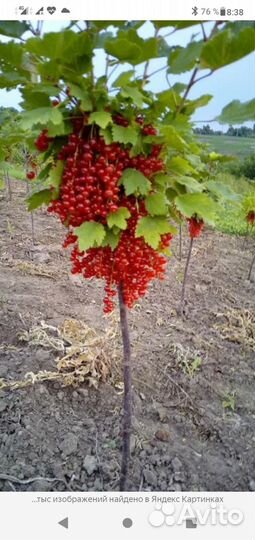 Красная смородина на штамбе (3 года)