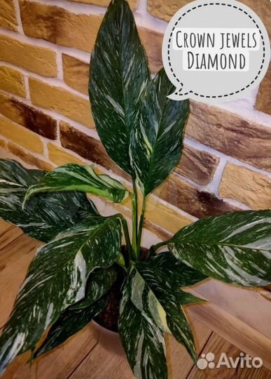 Спатифиллум даймонд