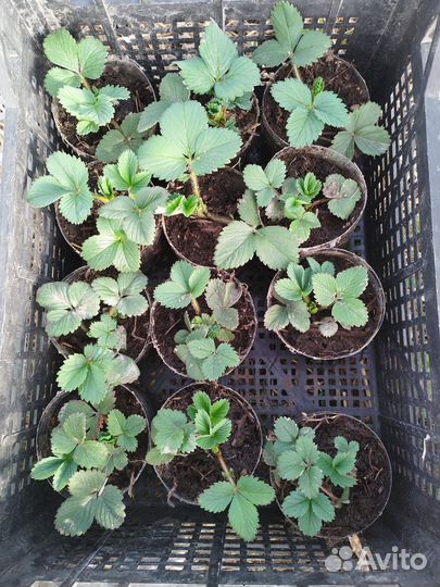 Рассада клубники