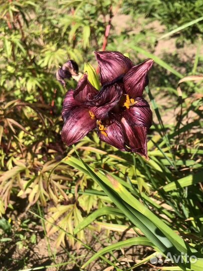 Садовые растения