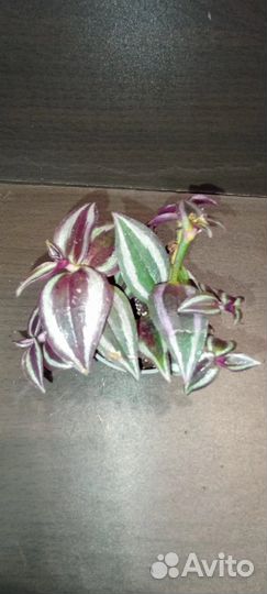 Традесканция Purple Joy