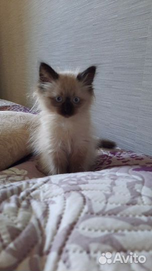 Невско маскарадный мальчик