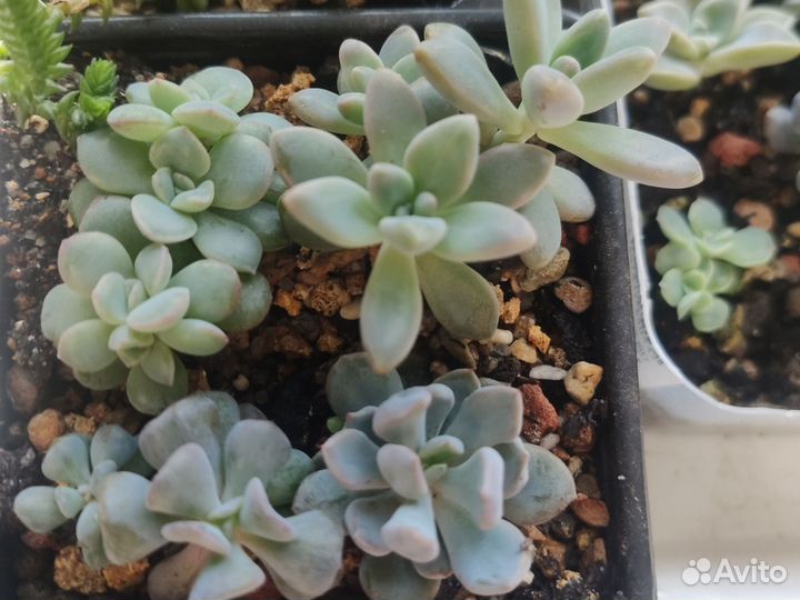 Суккуленты