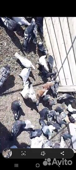 Николаевские голуби