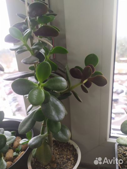 Толстянка. Крассула. Денежное дерево